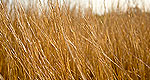 Black Kettle Grasslands